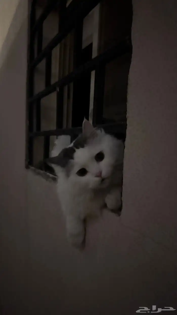 قط معقم لتبني مع كامل مستلزماته 1