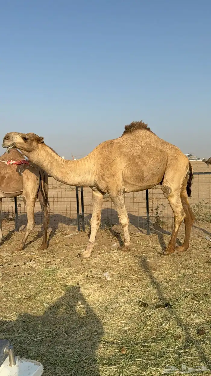 للبيع بعير ثني مشروط انتاج كفو 5
