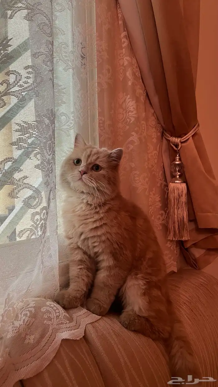 قط للتبني 1