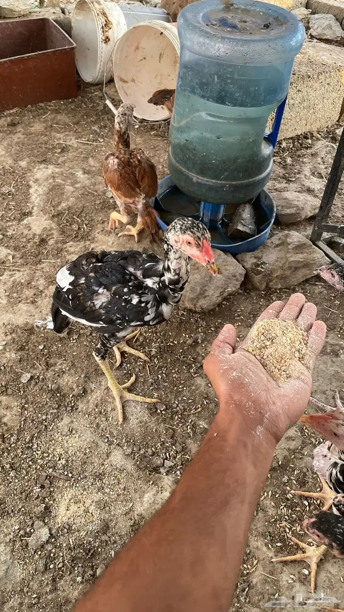 دجاج سندي بيور فاخر 8