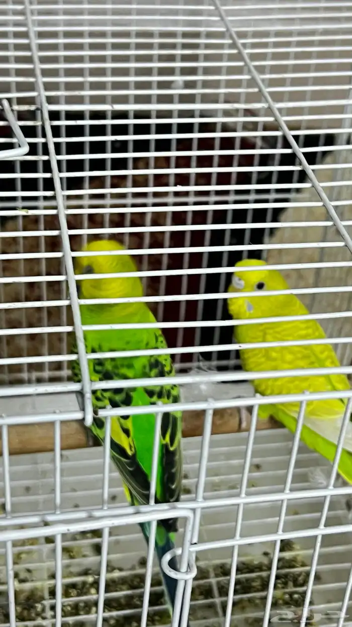 زوج طيور حب 5