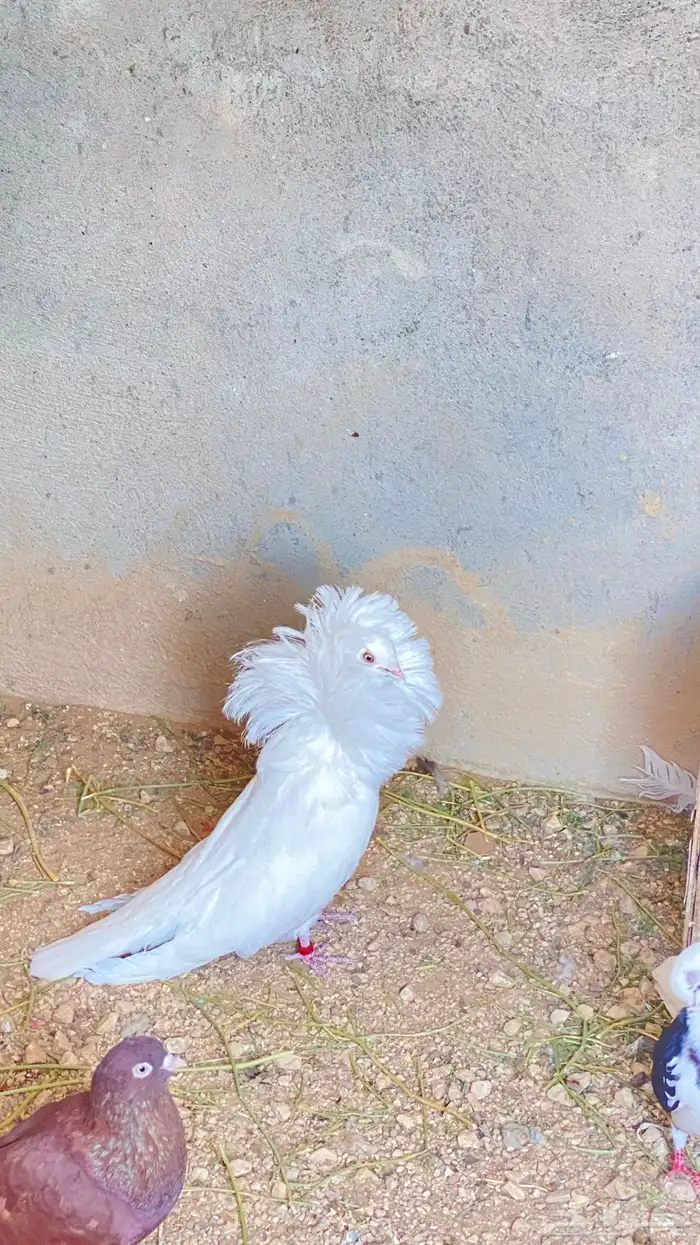 للبيع ذكر فوطه ابيض كامل 4