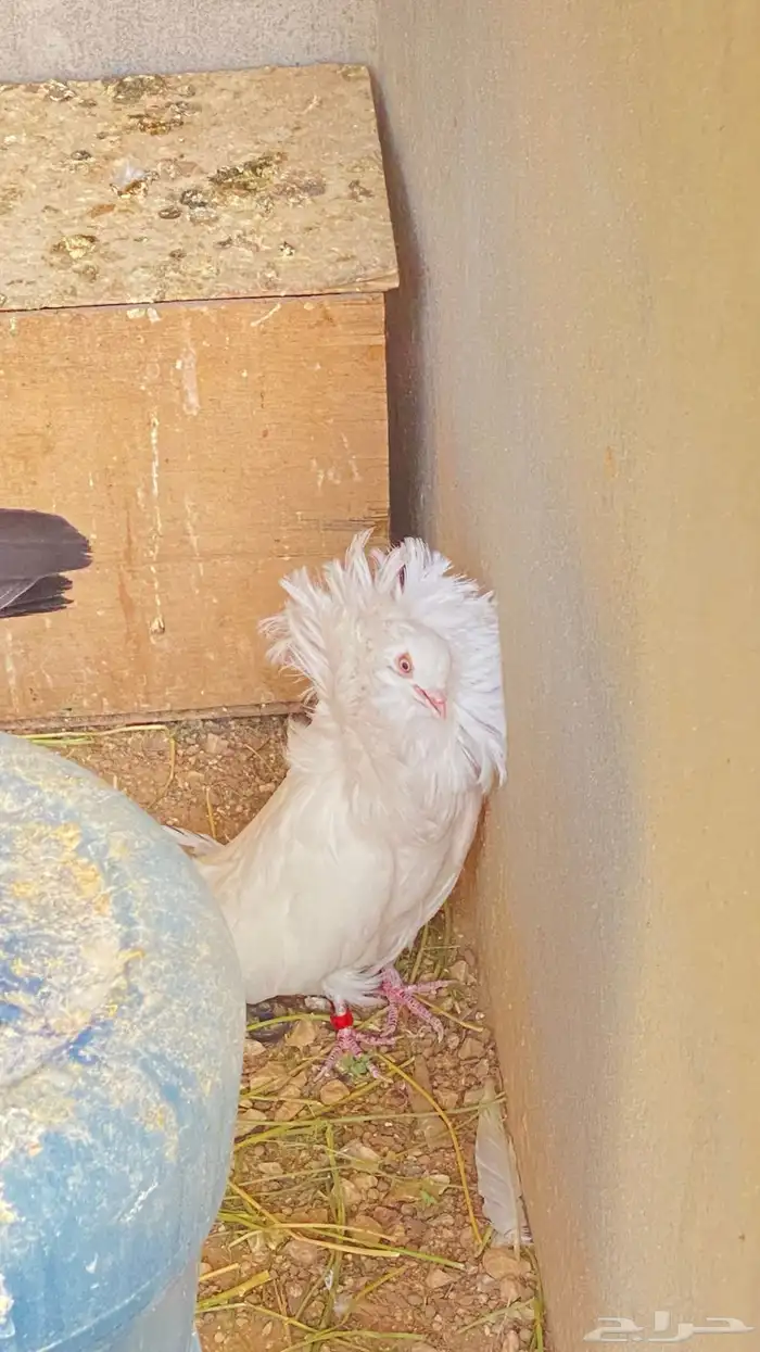 للبيع ذكر فوطه ابيض كامل 11