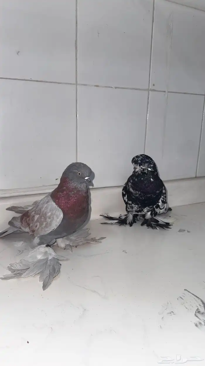 حمام لونق فيس 1
