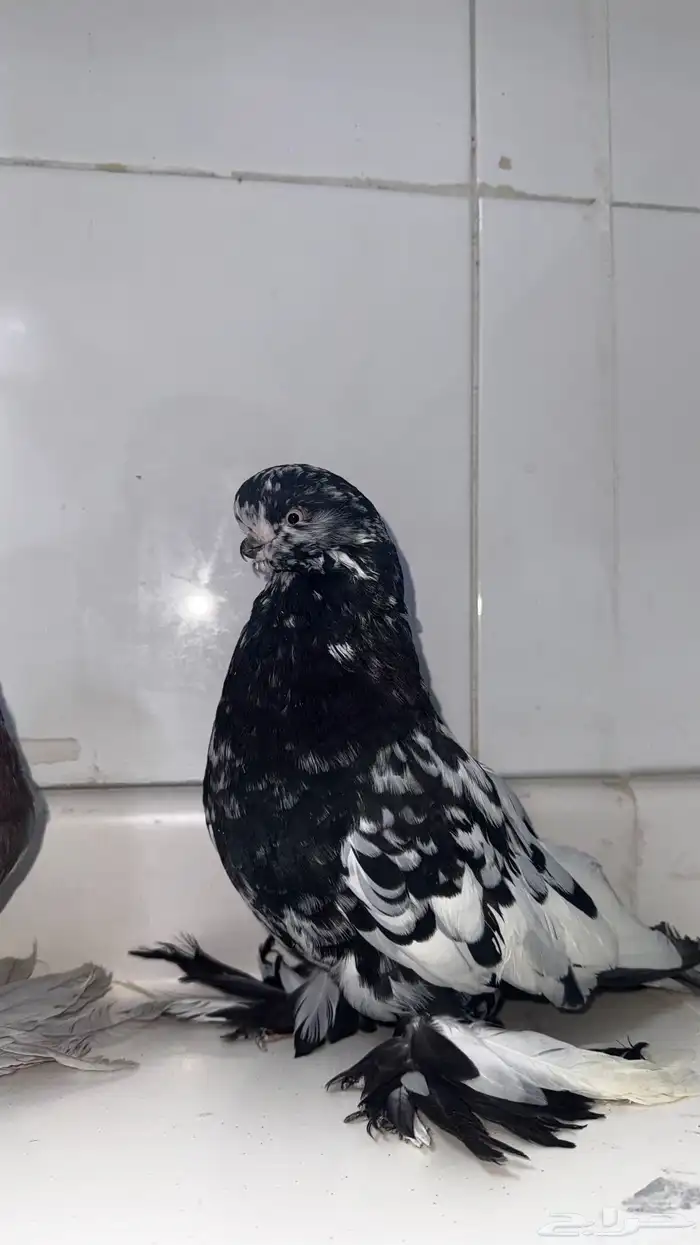 حمام لونق فيس 4