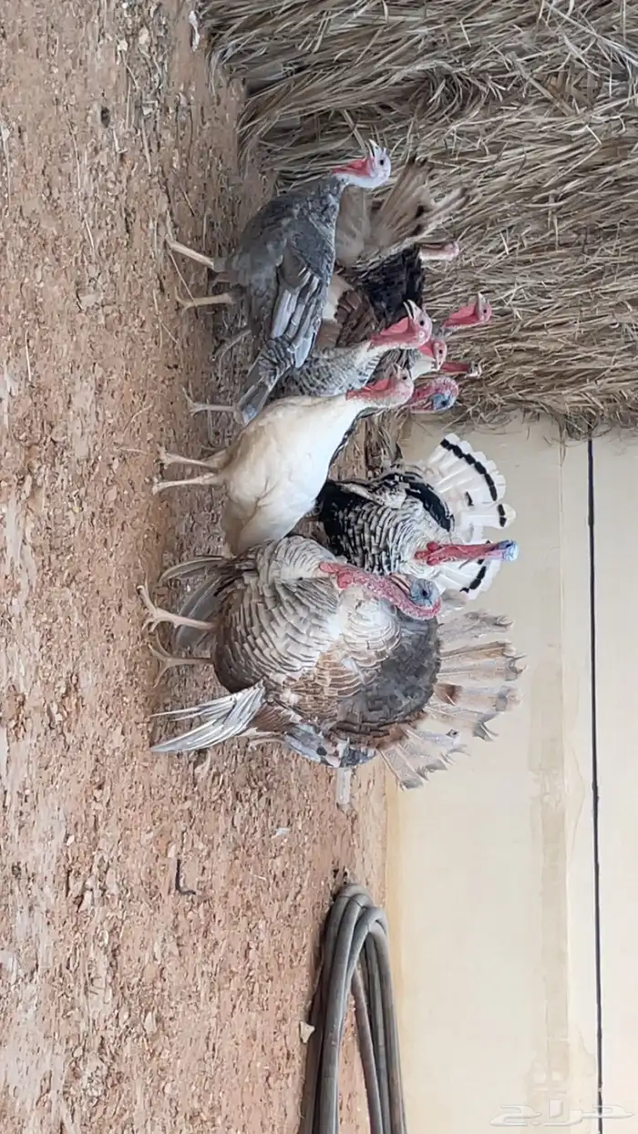 دجاج رومي فراشه للبيع 1