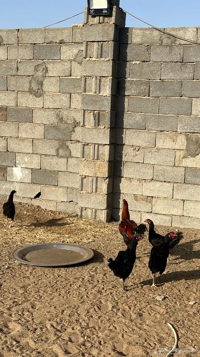 ديك ودجاج باكستاني 8