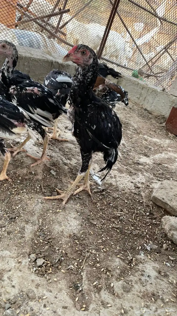 دجاج سندي بيور فاخر 2