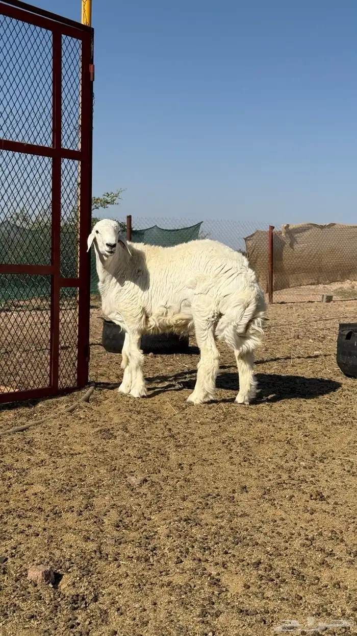 مشروع فحل حري 4