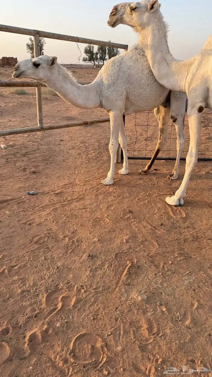 حاشي للبيع 4