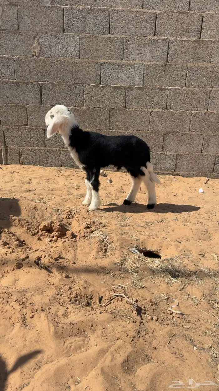 داغور للبيع 0