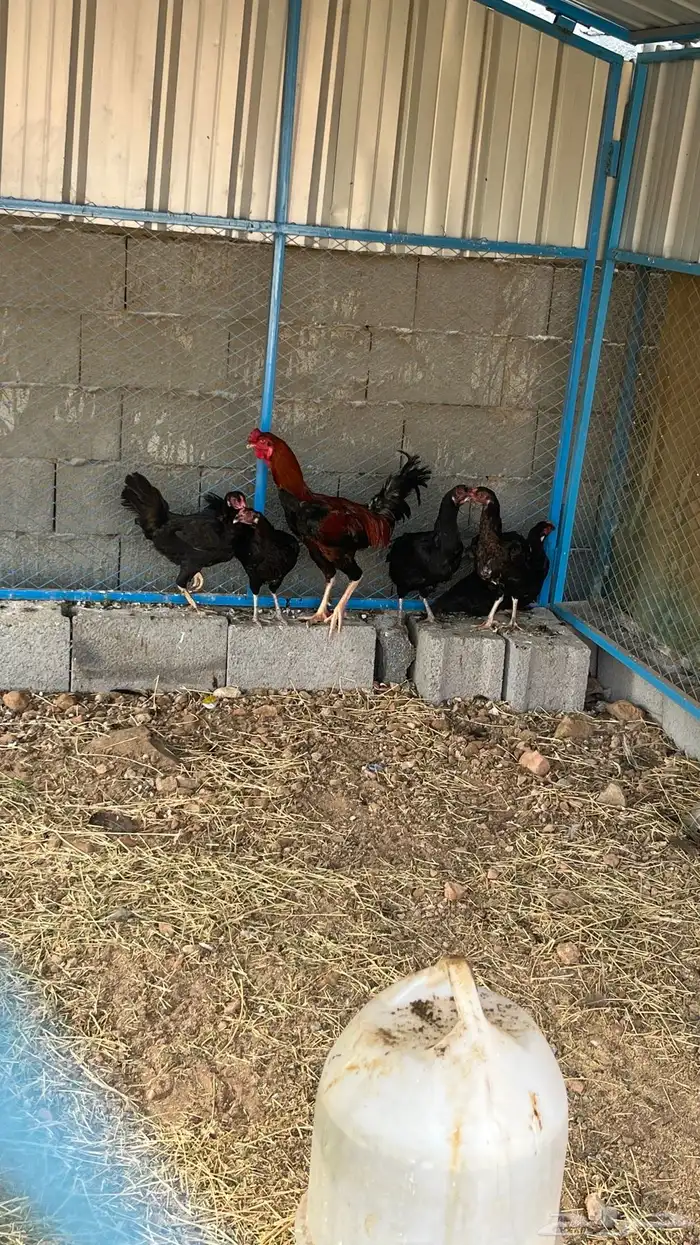 ديك ودجاج باكستاني 0