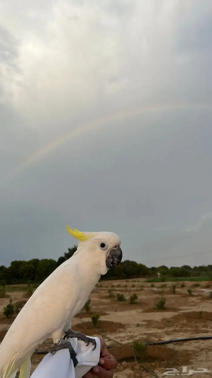 ببغاء كوكاتو ترايتون 6