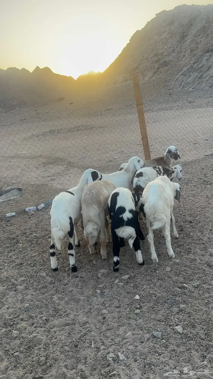 طليان حريه 3