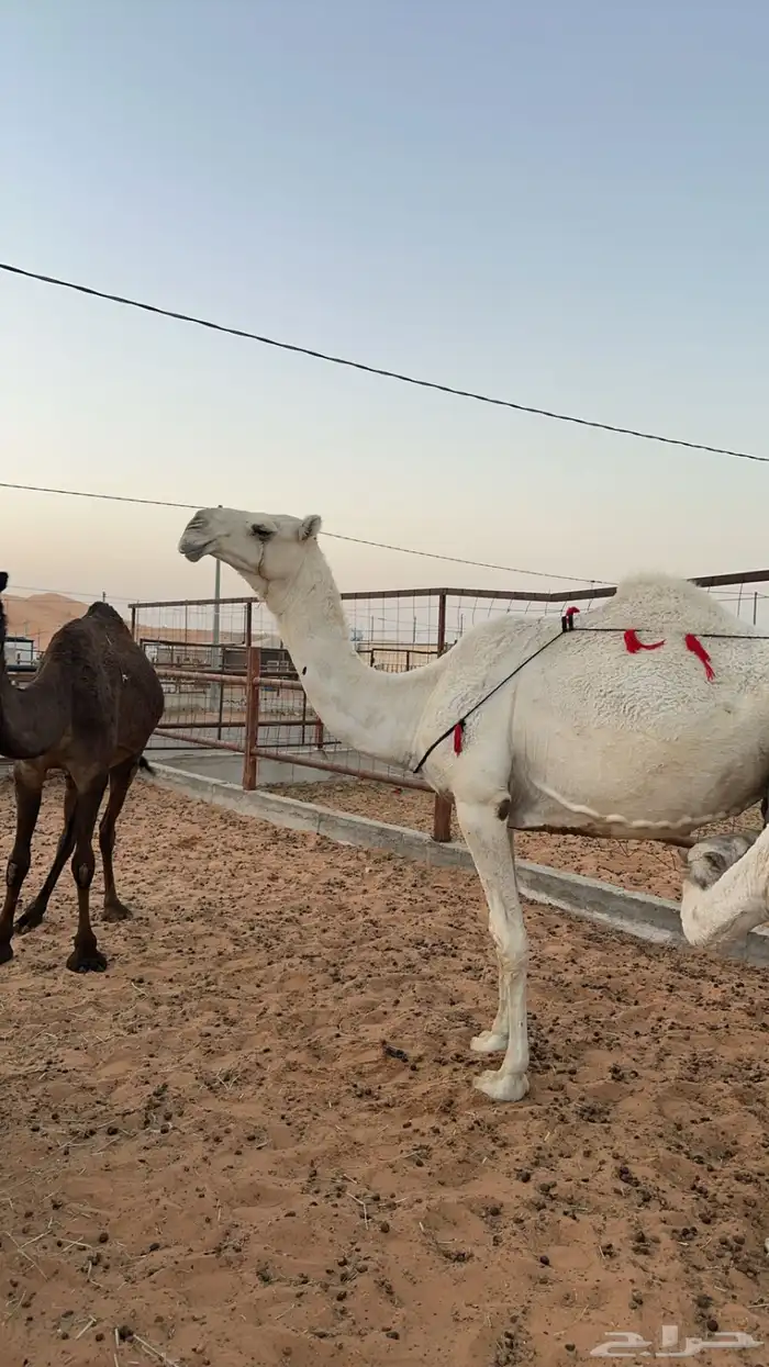 ناقه عشرا وضحا 0