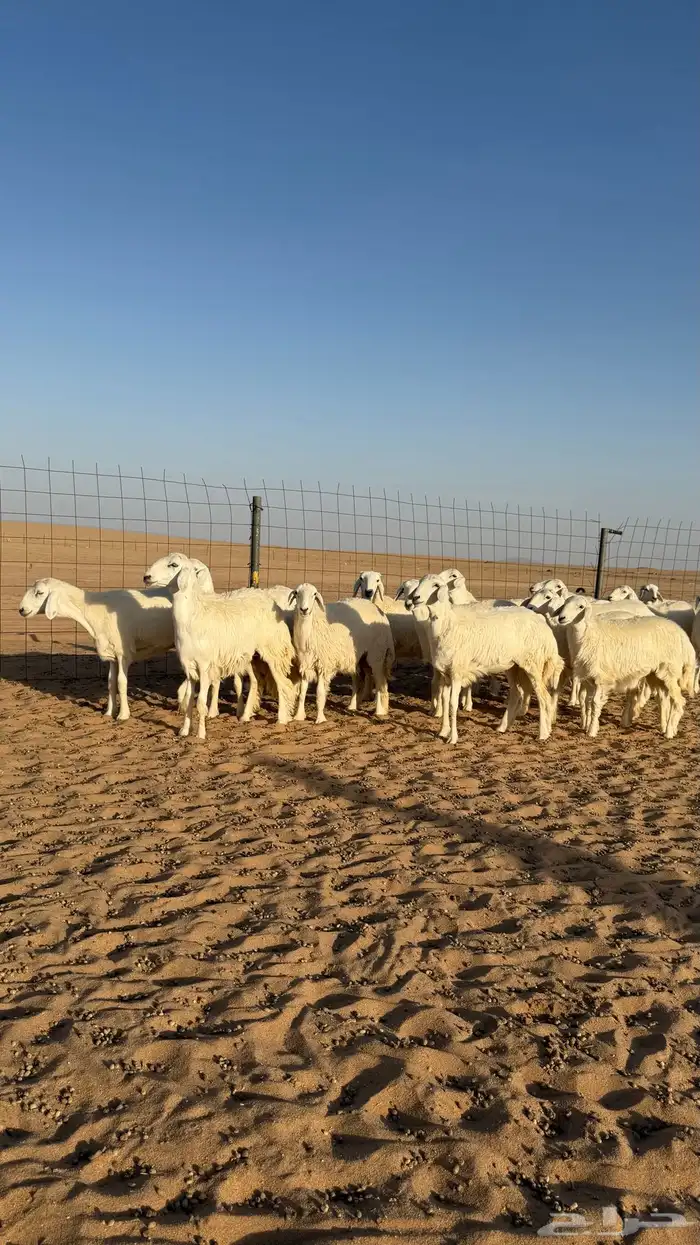 رخال حريات جذعات منوة مدورين الزين صنف 9