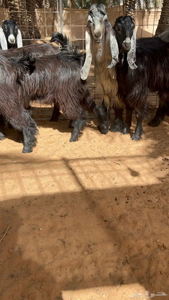 جذعات عوارض بفحلهن خصم 0
