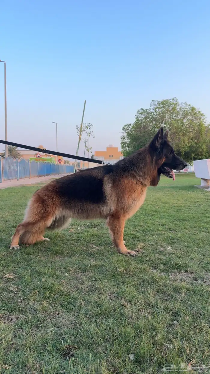 كلب جيرمن شيبرد شولاين 0