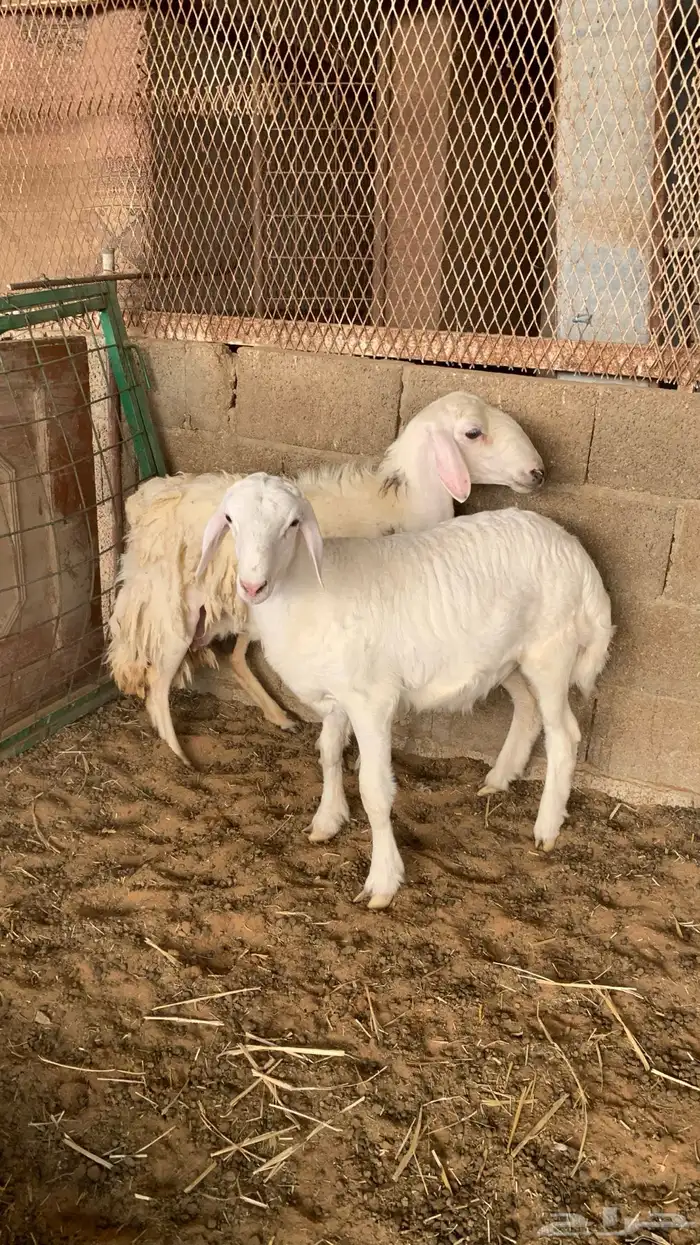 شات حريه متبع 2