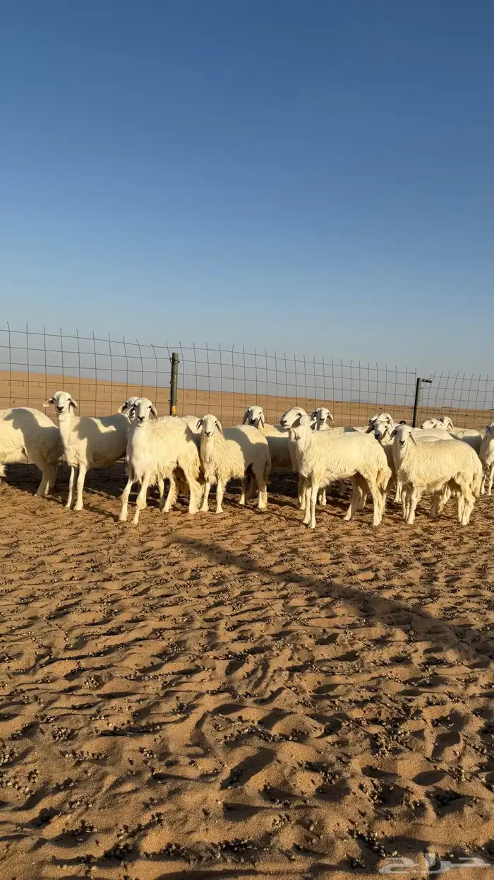 رخال حريات جذعات منوة مدورين الزين صنف 10