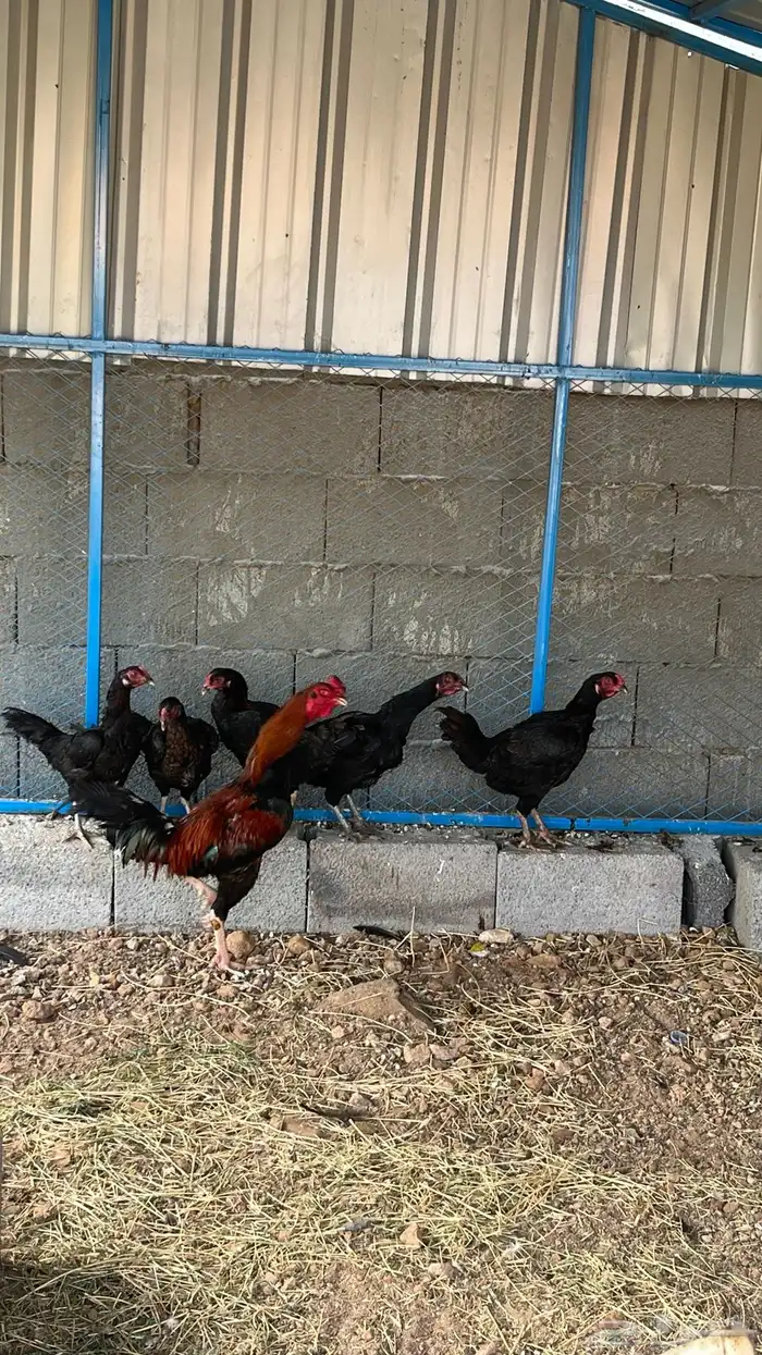 ديك ودجاج باكستاني 1