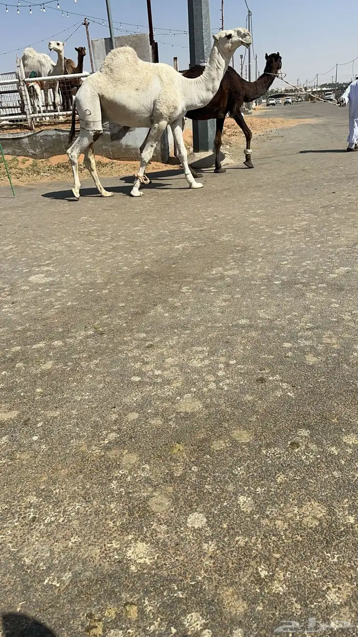بعير كفو 1