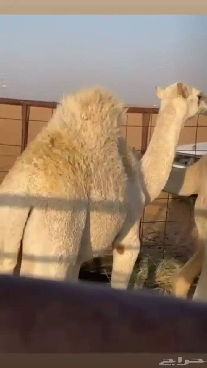 حاشي قصب اللبيع 0