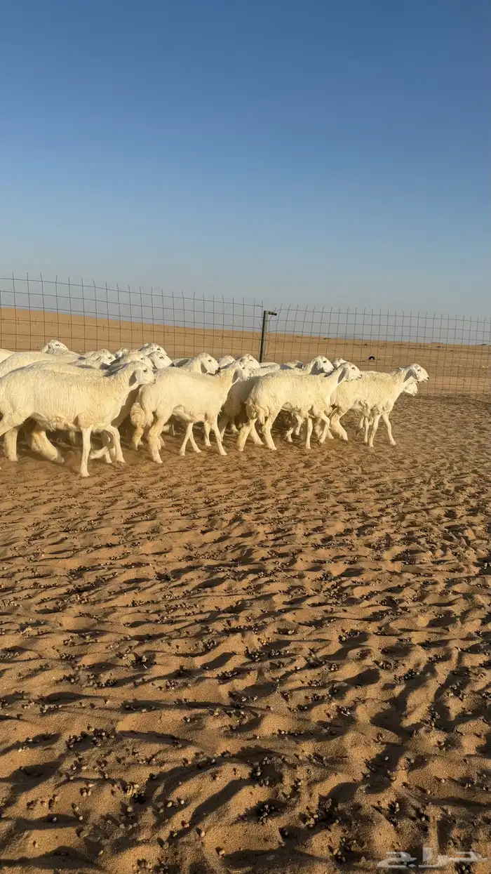 رخال حريات جذعات منوة مدورين الزين صنف 18