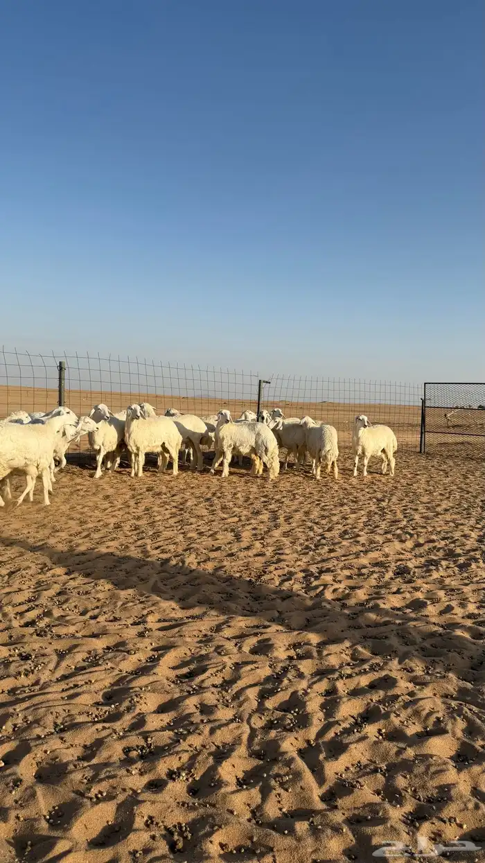 رخال حريات جذعات منوة مدورين الزين صنف 12