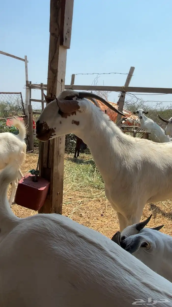 عنز فاخره لبن 2