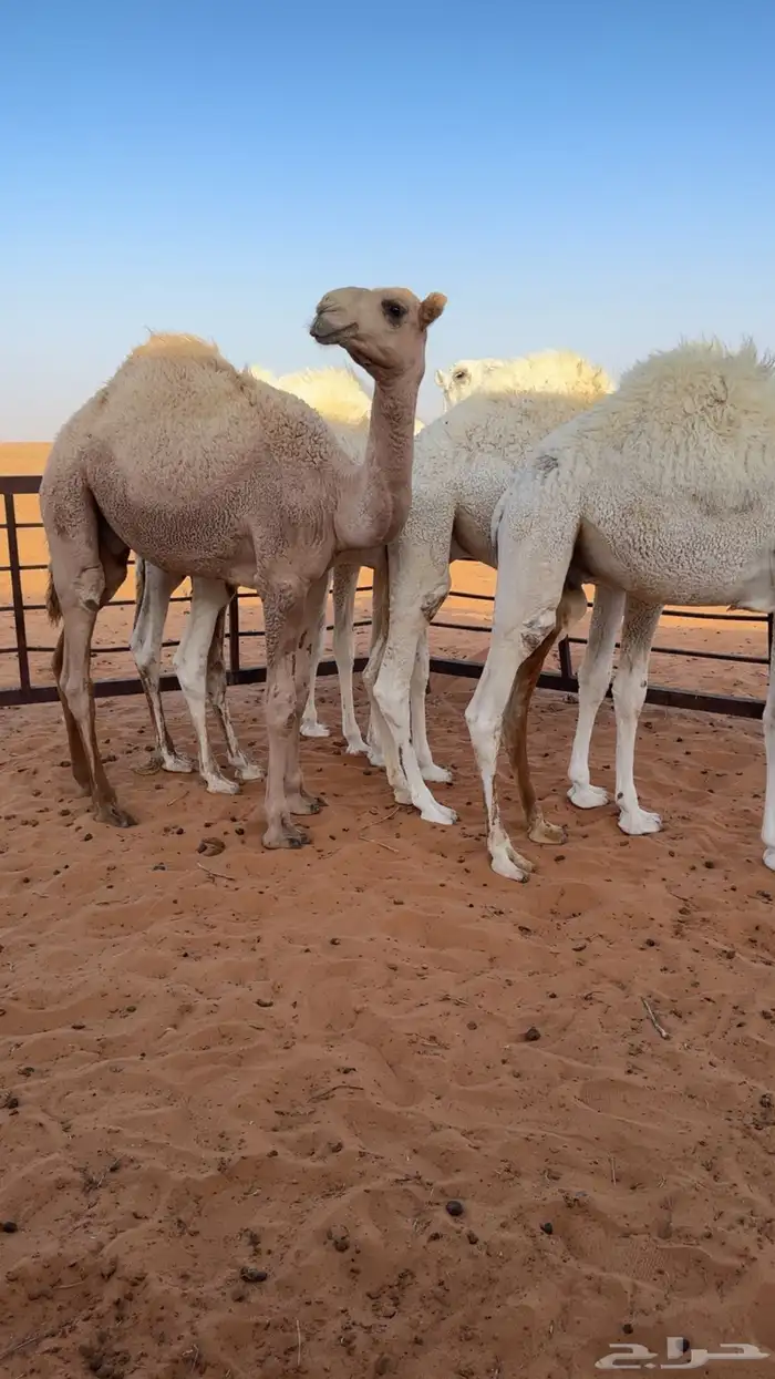 قعدان للبيع 1