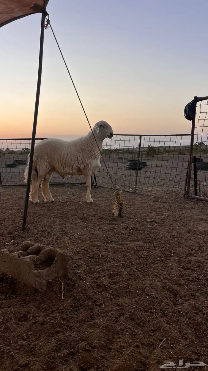للبيع طلى حري 3