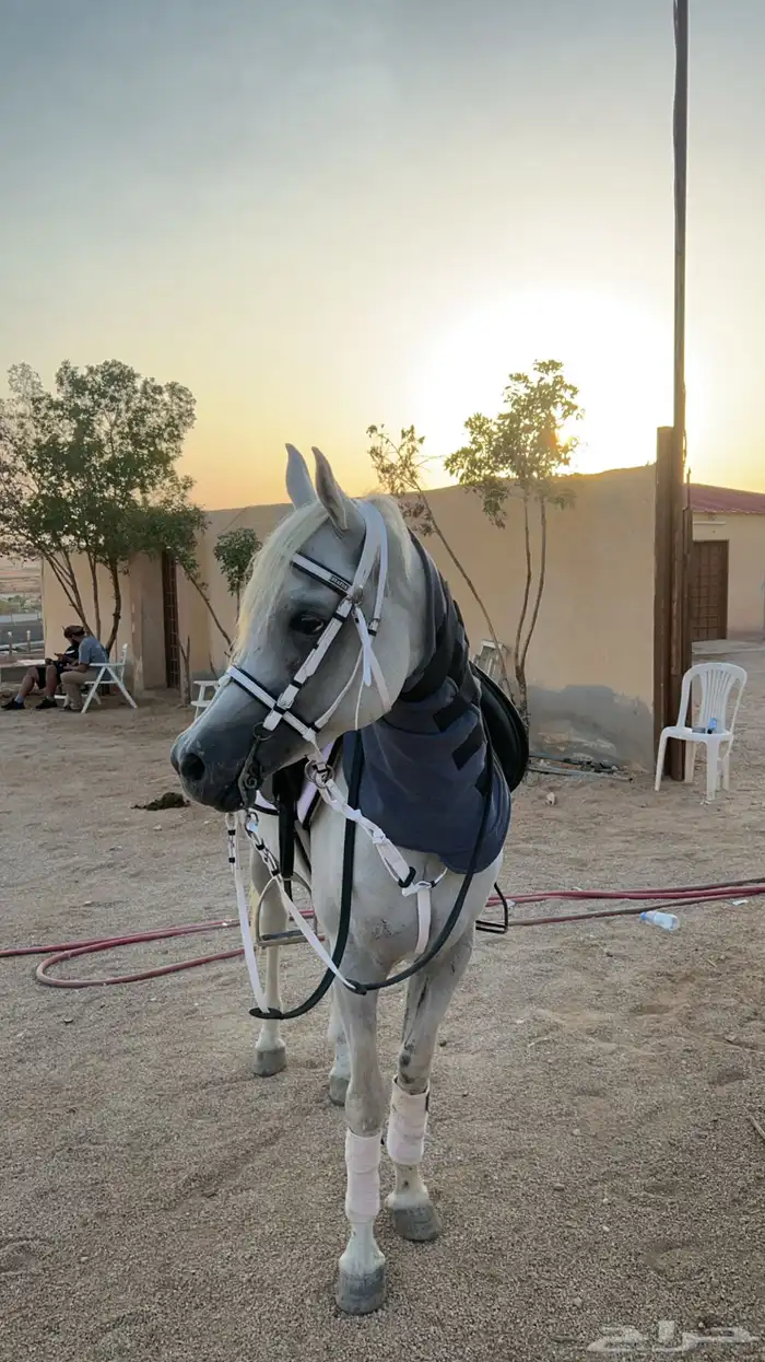 خيل بيور مصري (أوراق) 4