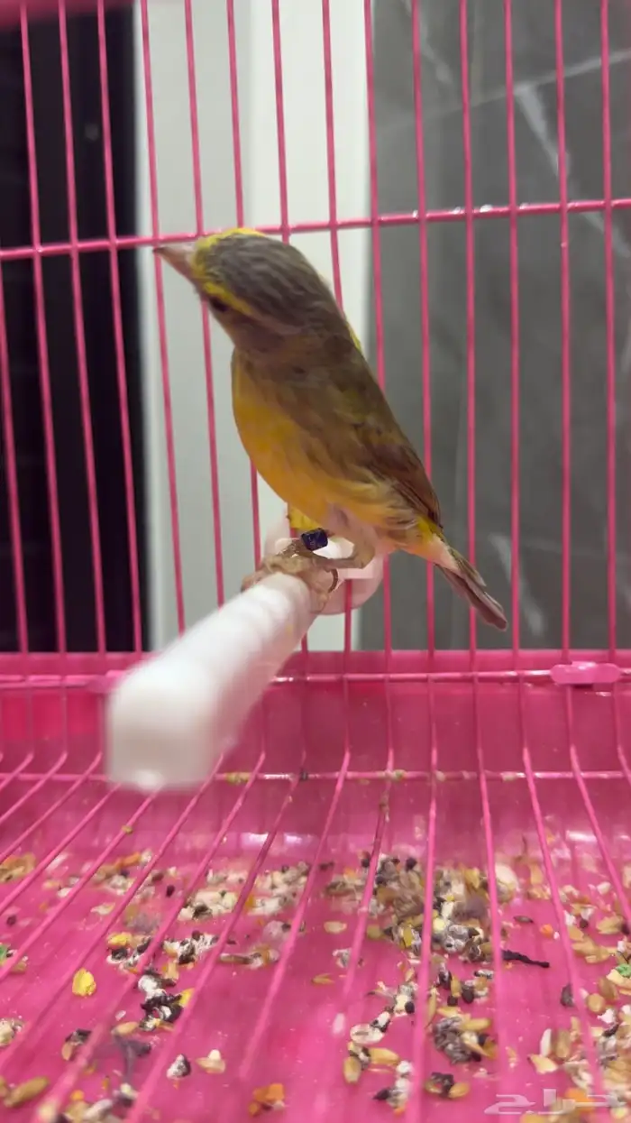 ذكر بندوق ياسمين طفره 3