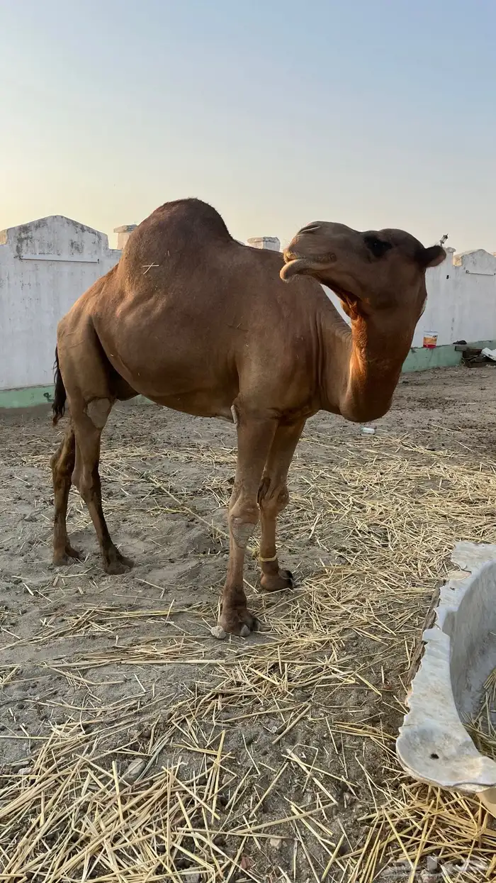 بعير ساحلي عتودي 2