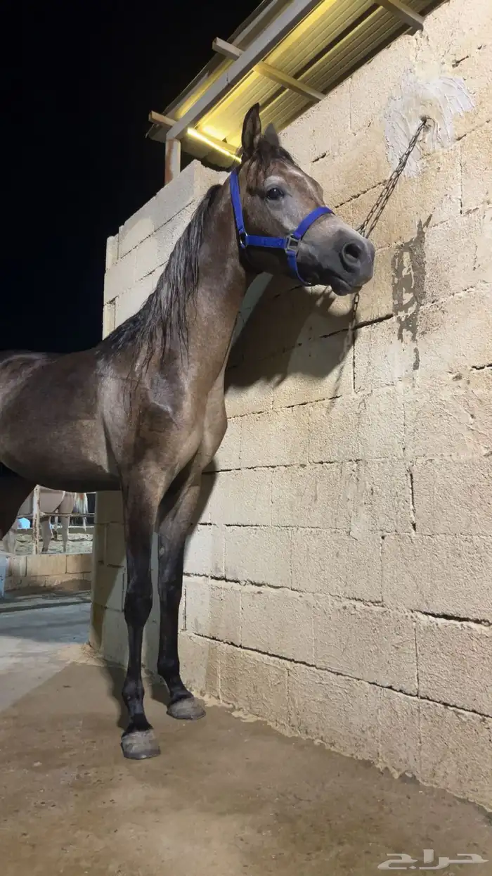 مهر واهو 0