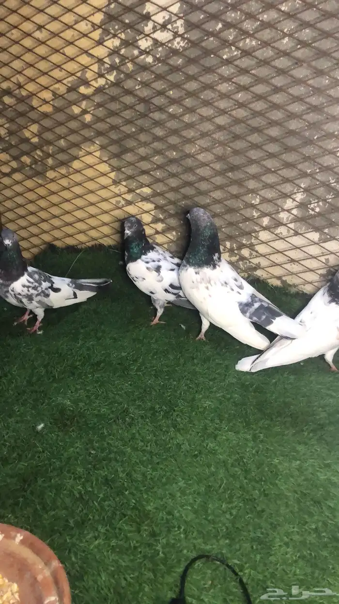 حمام باكستاني 2