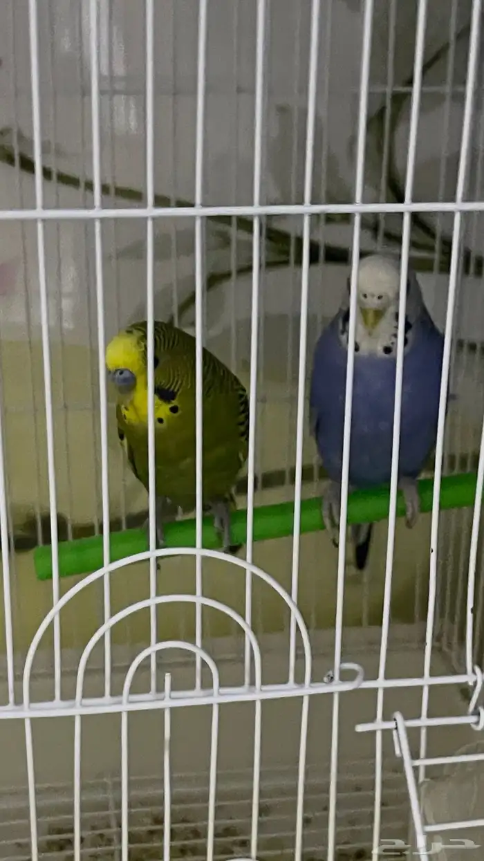 طيور الحب نظيفه وحالتها الصحيه ممتازه الحمدلله 1