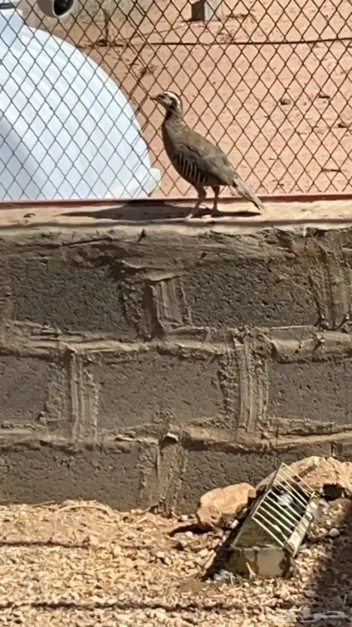 قهد شنير. هجين 1