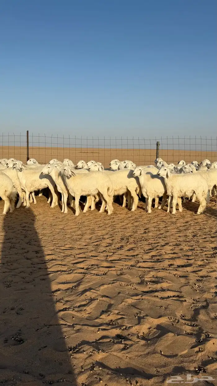 رخال حريات جذعات منوة مدورين الزين صنف 6