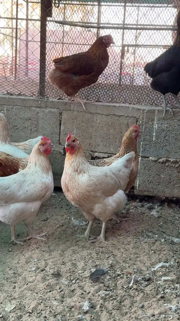 دجاج تركي فاخر بياض 9