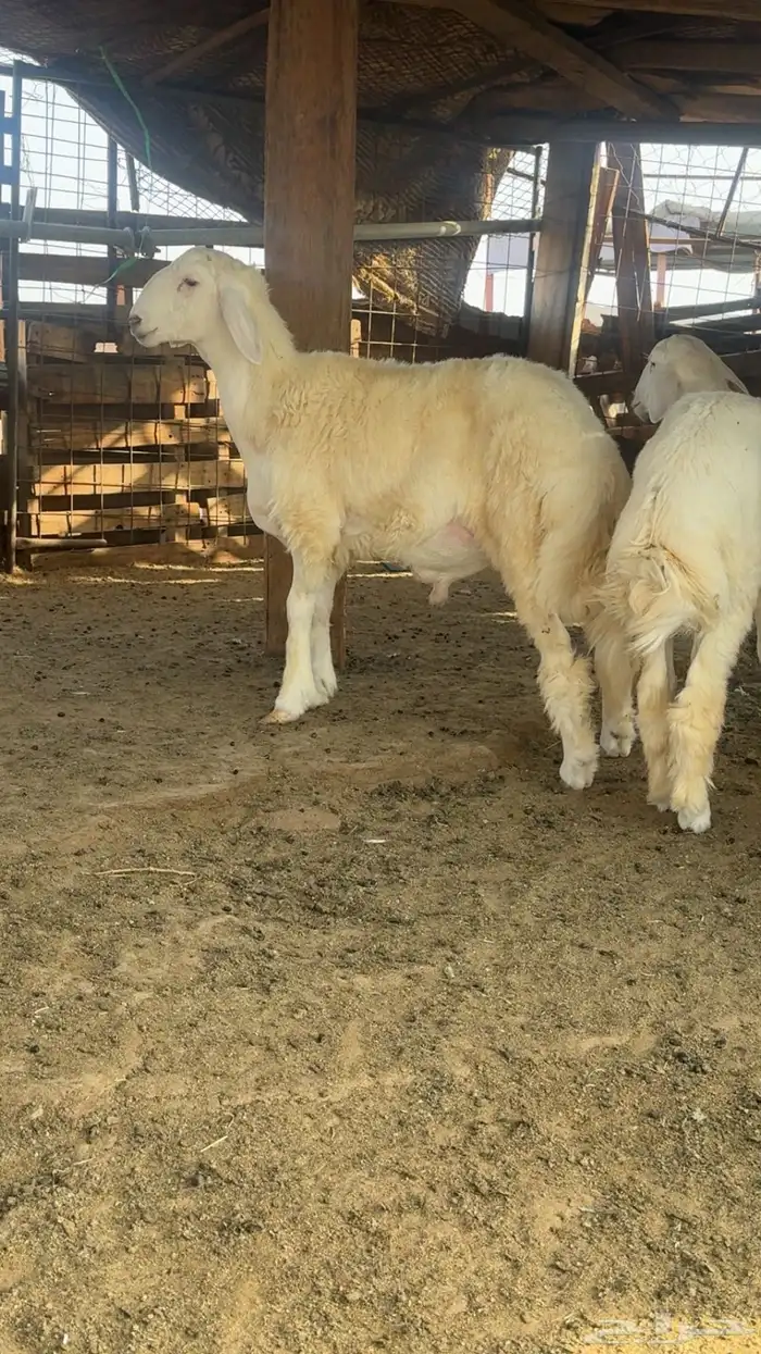 سبعه طليان العمر سبعه اشهر 2