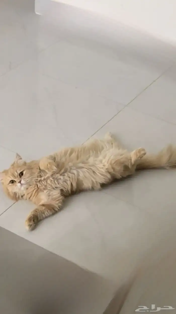 قط ذكر لتبني العمر سنه خاص فقط للبنات لتواصل مكالمه على رقم 0