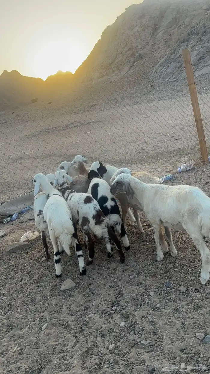 طليان حريه 5