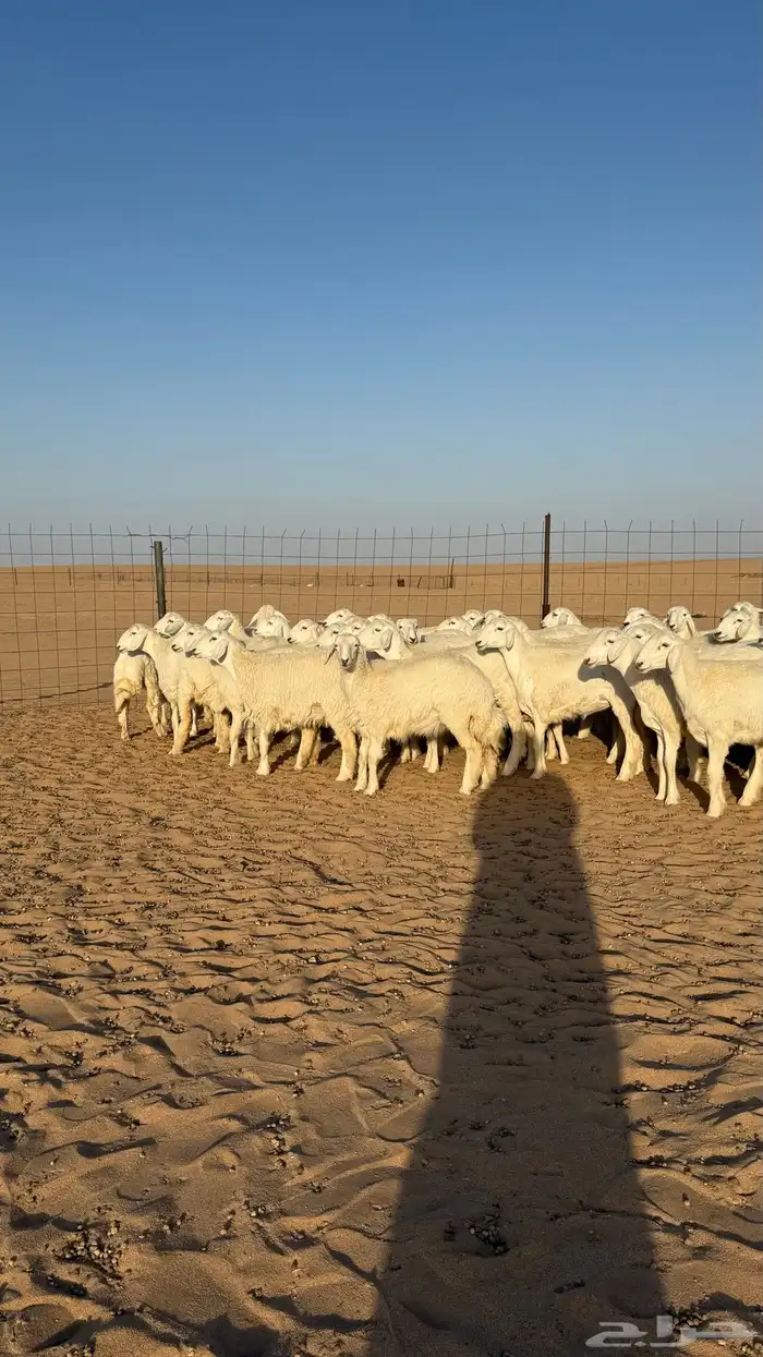 رخال حريات جذعات منوة مدورين الزين صنف 7