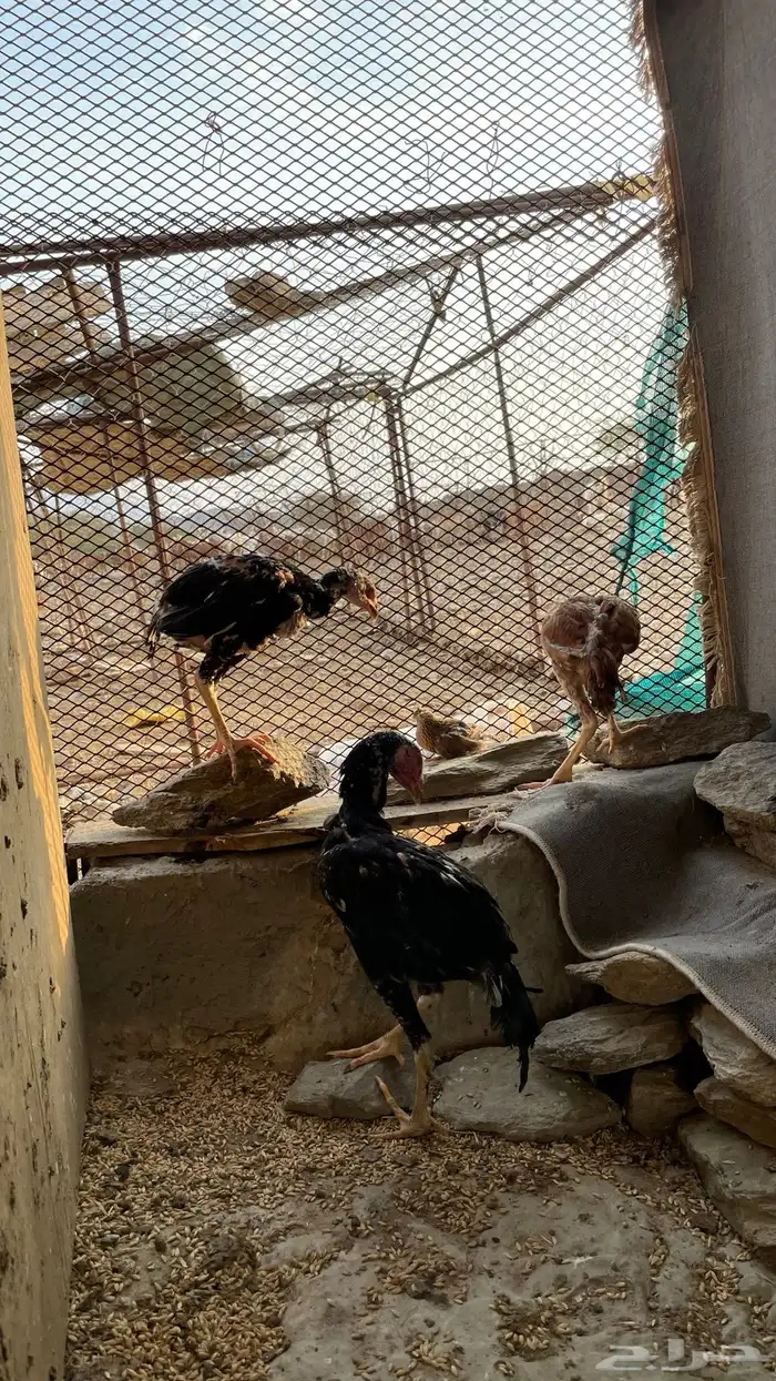 دجاج سندي بيور فاخر 21