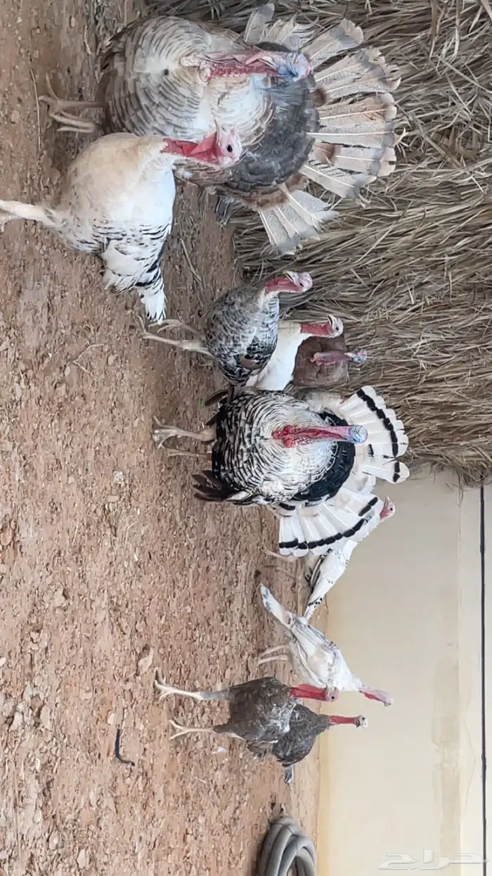 دجاج رومي فراشه للبيع 0