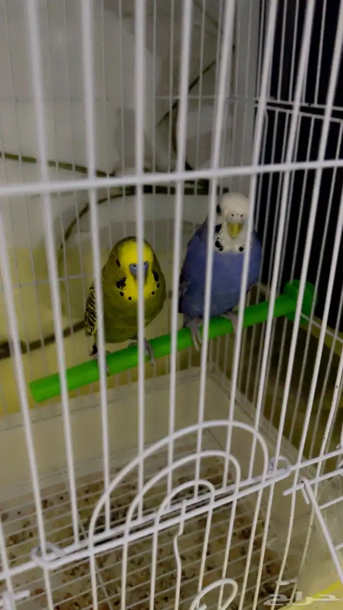 طيور الحب نظيفه وحالتها الصحيه ممتازه الحمدلله 0