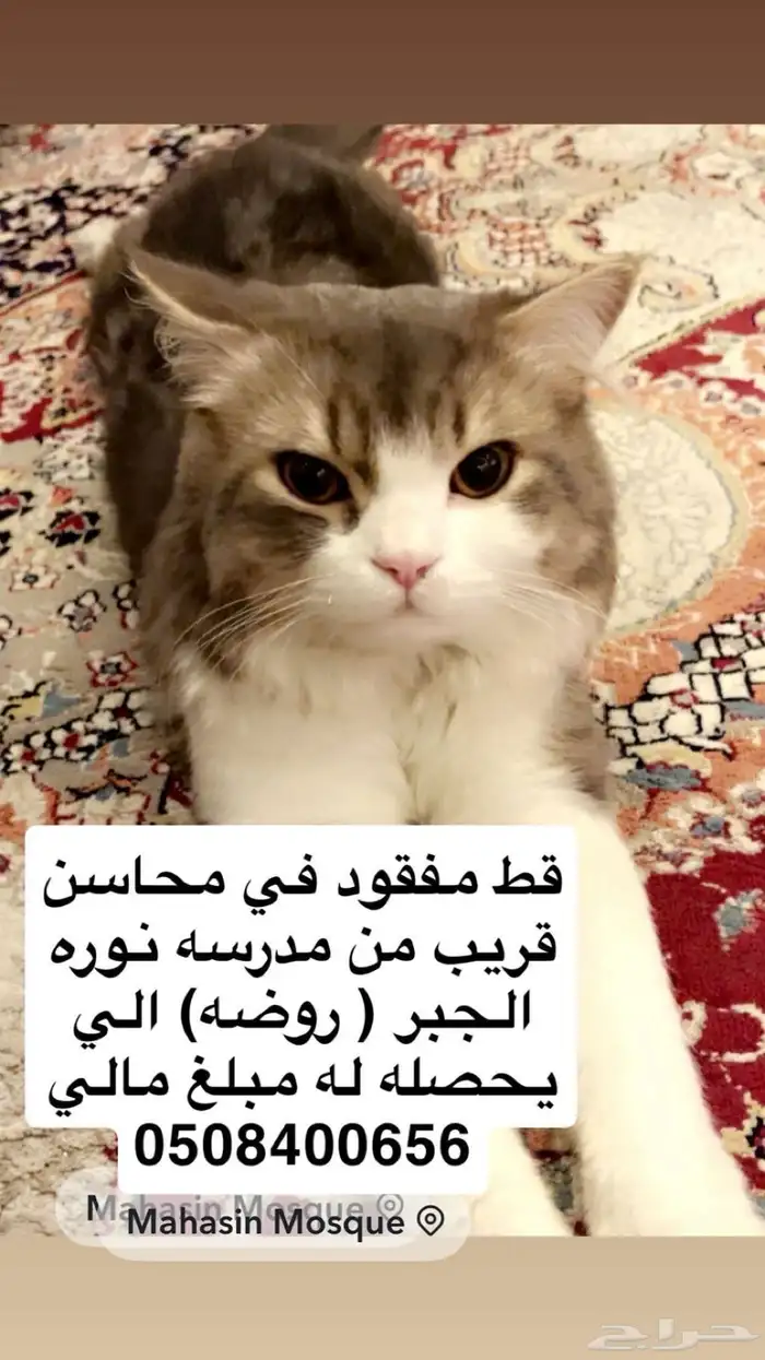 قط مفقود 0