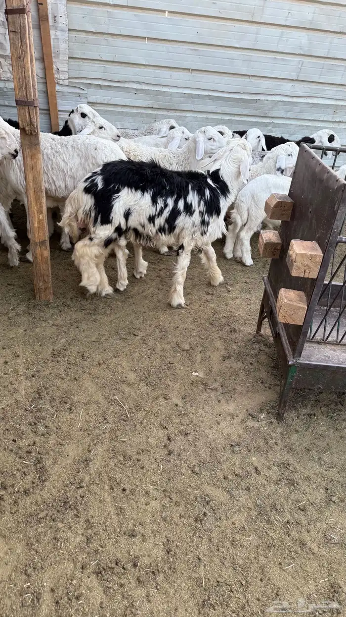 ذبايح حريات ونجدي 3